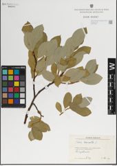 Foto von Salix lanata L.